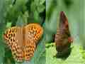 Argynnis paphia (collection, gynandromorph and aberrant) (Internet Image property of respective owner, non-commercial use only)
